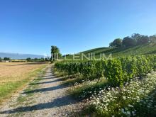 vignes-soral-geneve-paysage.png